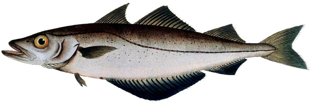 Pollachius pollachius_00224